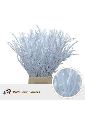 BETULA OV KLB H% - SNOW