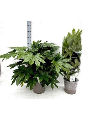 FATSIA JAPONICA
