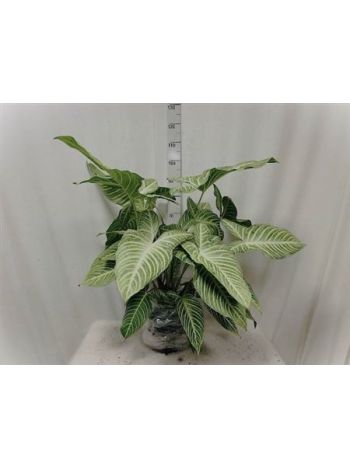 XANTHOSOMA LINDENII