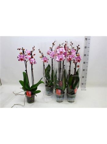 PHAL 2 ÁG BERNHARD MAGIC ART