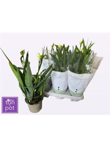 FREESIA OV