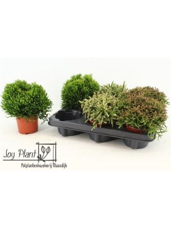RHIPSALIS GEM