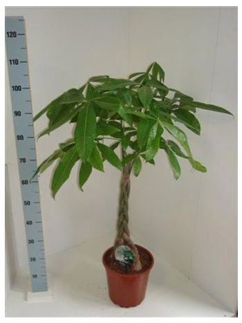 PACHIRA AQUATICA