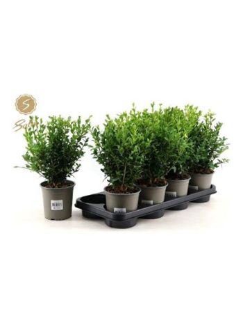 BUXU SEMPERVIRENS