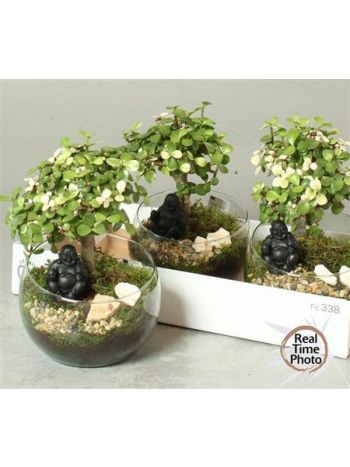 BONSAI GEM ÜVEG TÁL BUDDHA