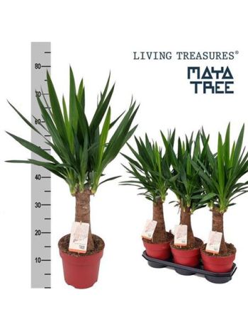 YUC INKA TREE