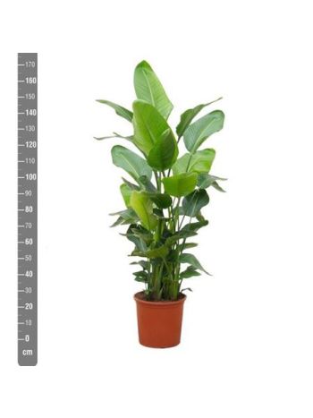 STRELITZIA NICOLAI