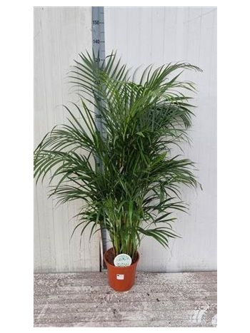 DYPSIS LUTESCENS