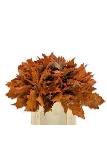 QUERC RUB OV KLB H% - ORANGE