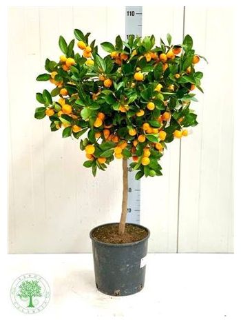 CITRUS MANDARIN