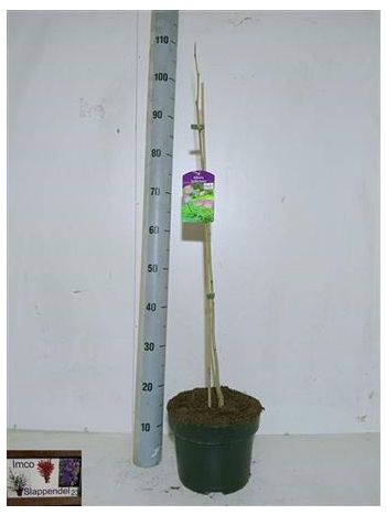 ALBI JULIBRISSIN SELYEMAKÁC