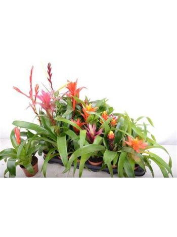 BROMELIA GEM