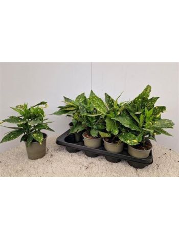 AUCUBA J VARIEGATA
