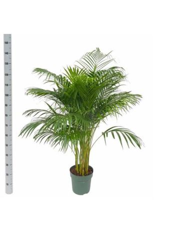 DYPSIS LUTESCENS
