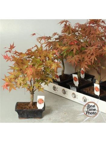 BONSAI ACER
