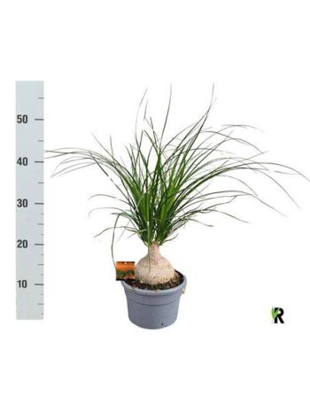 NOLINA BEAUCARNEA RECUR