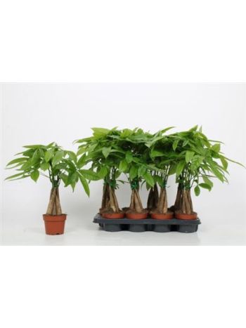 PACHIRA AQUATICA