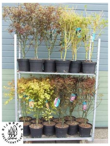 ACER PALMATUM
