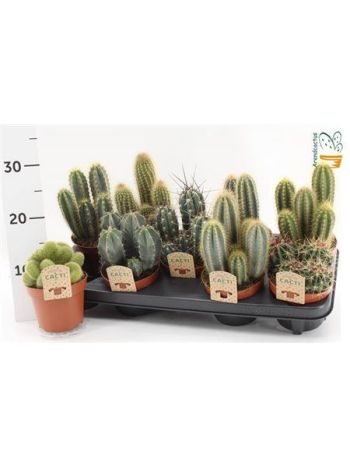 CACTUS GEM ZINK KASPÓS