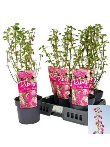 RIBES SANGUINEUM
