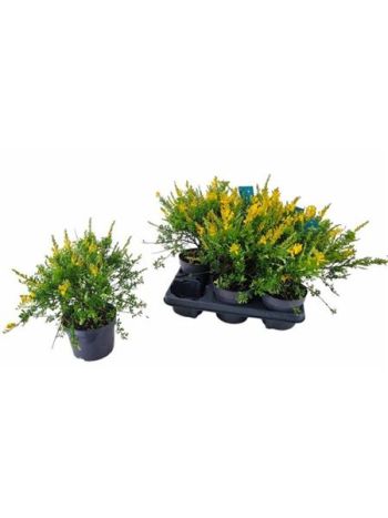 GENISTA X SP