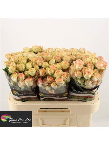 R TR AZORE 60CM