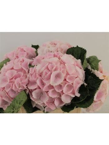 HYDR M VERENA 50CM