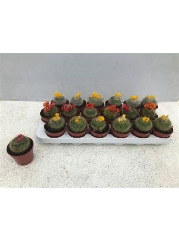 CACTUS MAMMILARIA VIRÁGZÓ