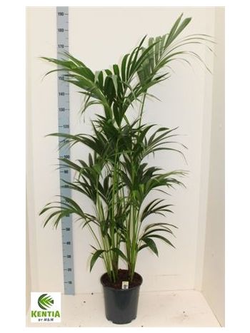 HOWEA FORSTERIANA
