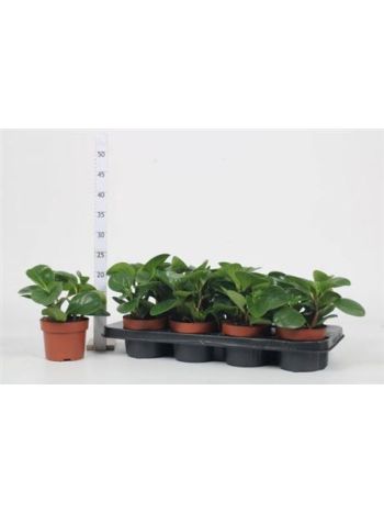 PEP OBT GREEN GOLD