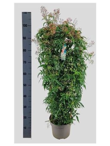 JASM POLYANTHUM