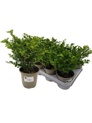 BUXU SEMPERVIRENS