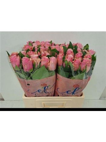R GR CELEB 60CM - %