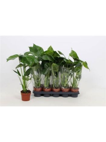MONSTERA DELICIOSA