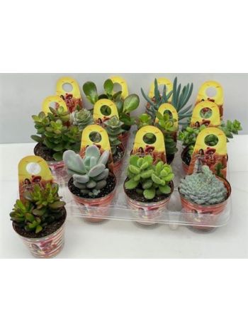 SUCC MIX