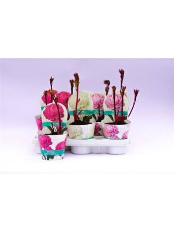 PAEONIA OV GEMENGD I