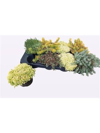 SEDUM MIX