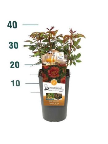 ROSA ESPRESSO