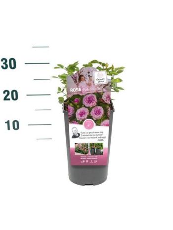 ROSA PINK BABYFLOR