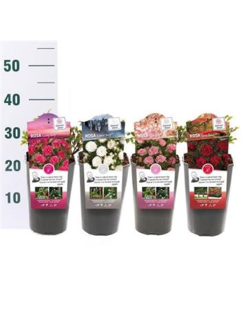 ROSA MIX FAIRY