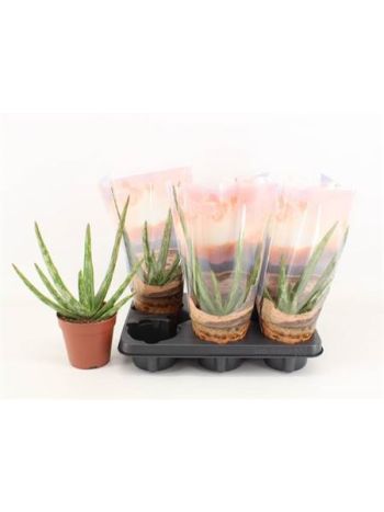 ALOE VERA