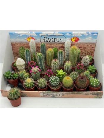 CACTUS GEM *35 DOBOZOS