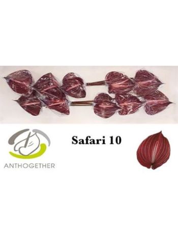 ANTH A SAFARI *10