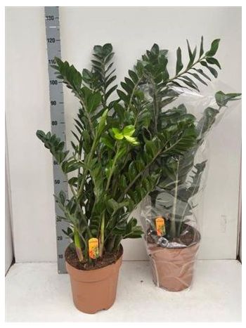 ZAMIOCULCAS ZAMIIFOL