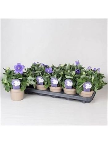 PLATYCO GR ASTRA BLU