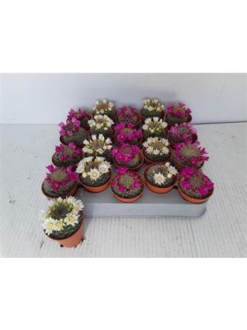 CACTUS EXTRA VIRÁGOS