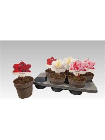 PAEONIA L GEM