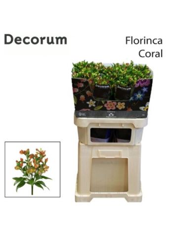 ALST FL CORAL