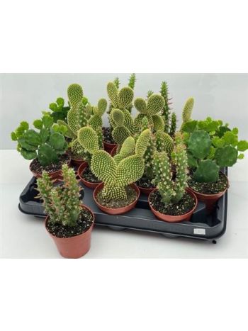 OPUNTIA VIRÁGZÓ