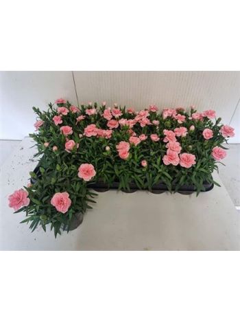 DIAN OSC PINK